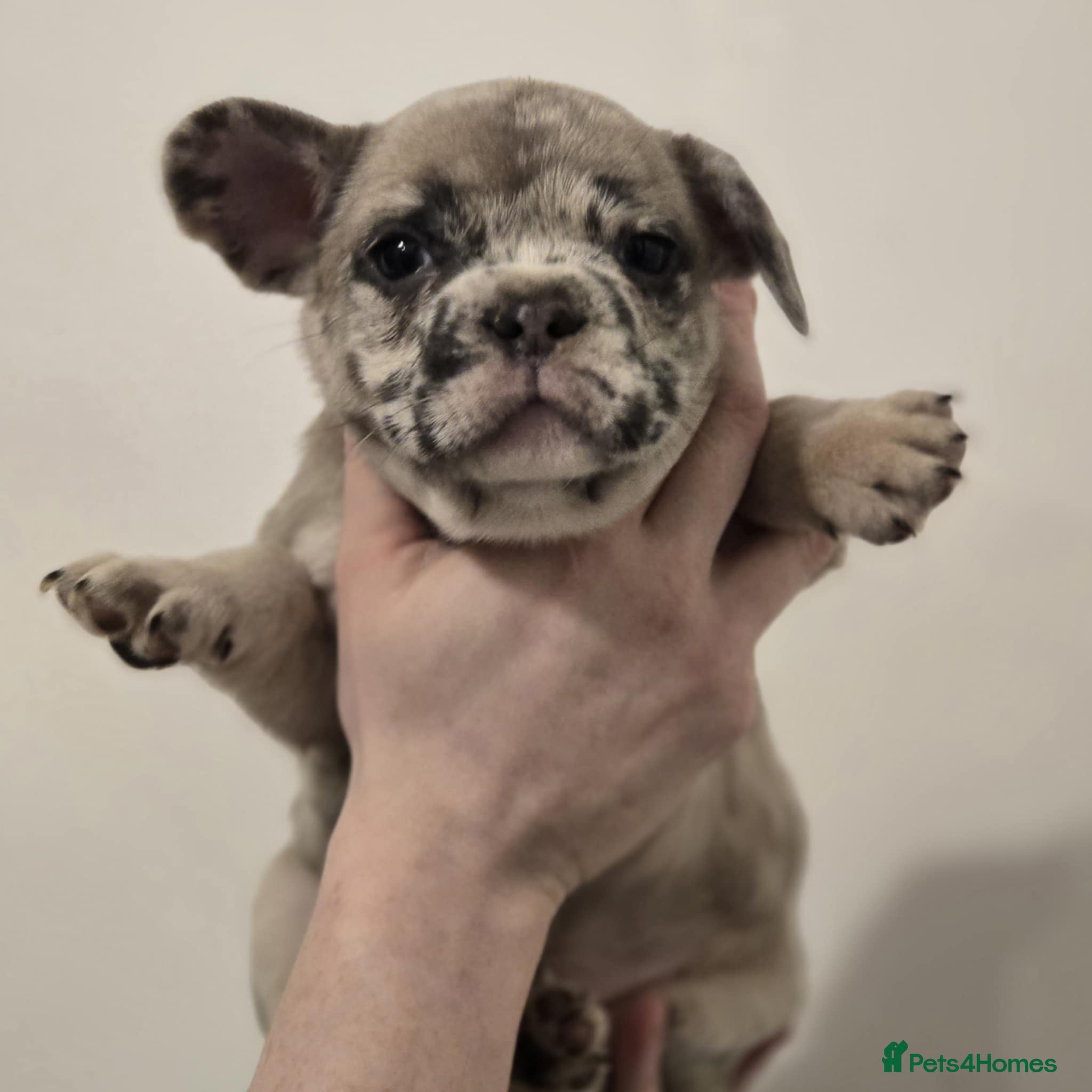 French Bulldog dogs 🐾 8 weeks on sat - French Bulldog Puppies ❤️  - Advert 13