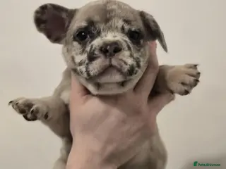 French Bulldog dogs 🐾 8 weeks on sat - French Bulldog Puppies ❤️ - Advert 13