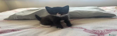 Mixed Breed Kitten 3