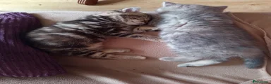 Mixed Breed 2