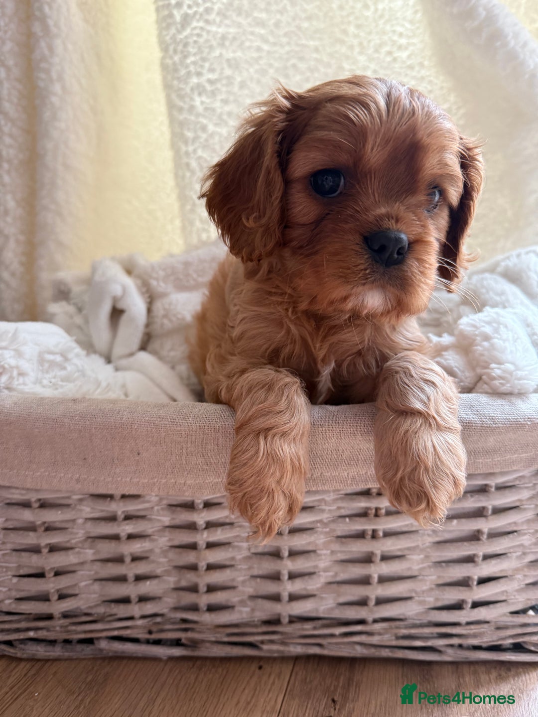 Cavalier King Charles Spaniel dogs for sale: ONE RUBY BOY LEFT Cavalier King Charles  - Image 27