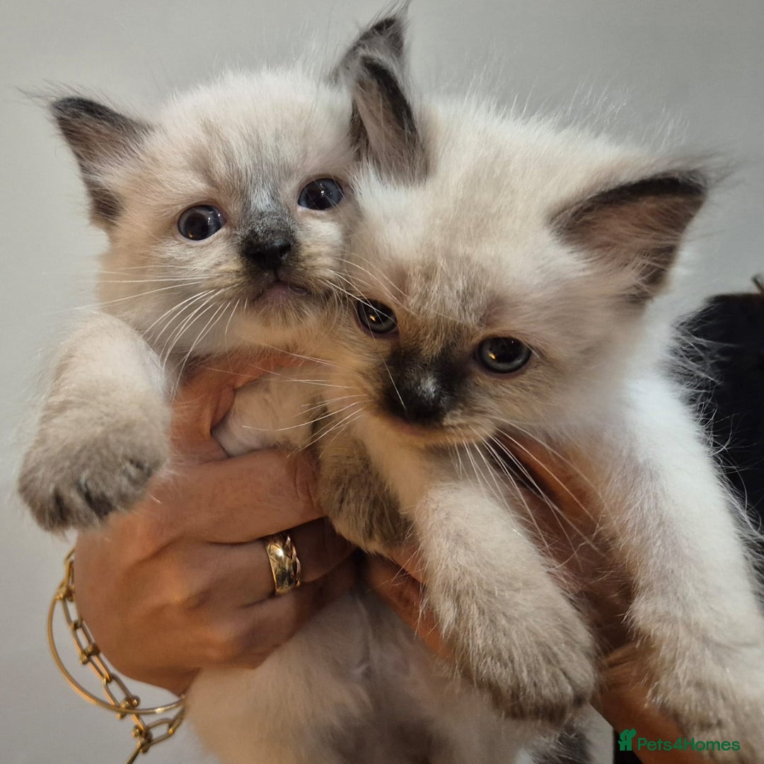 Ragdoll cats for sale: 2 Male Sealpoints ready to leave on 16th Dec - Advert 12