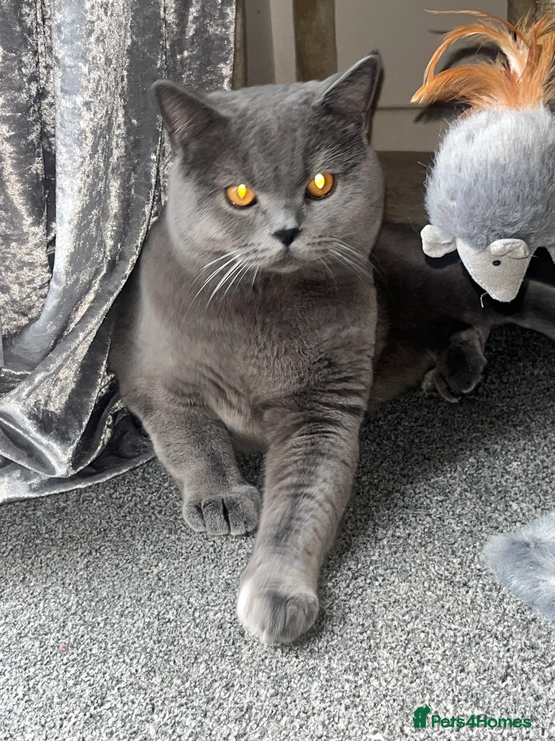 British Shorthair cats for sale: Blue British Shorthair GCCF Registered  - Advert 4