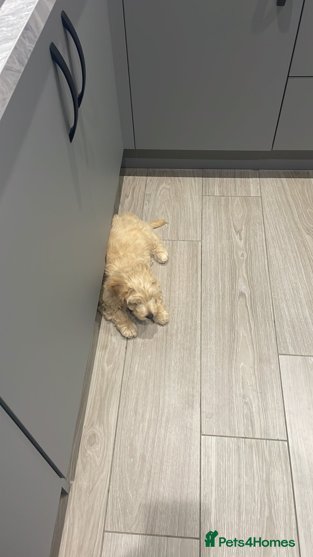 Cavapoo dogs for stud: Loving and gentle Cavapoo for stud - Image 9