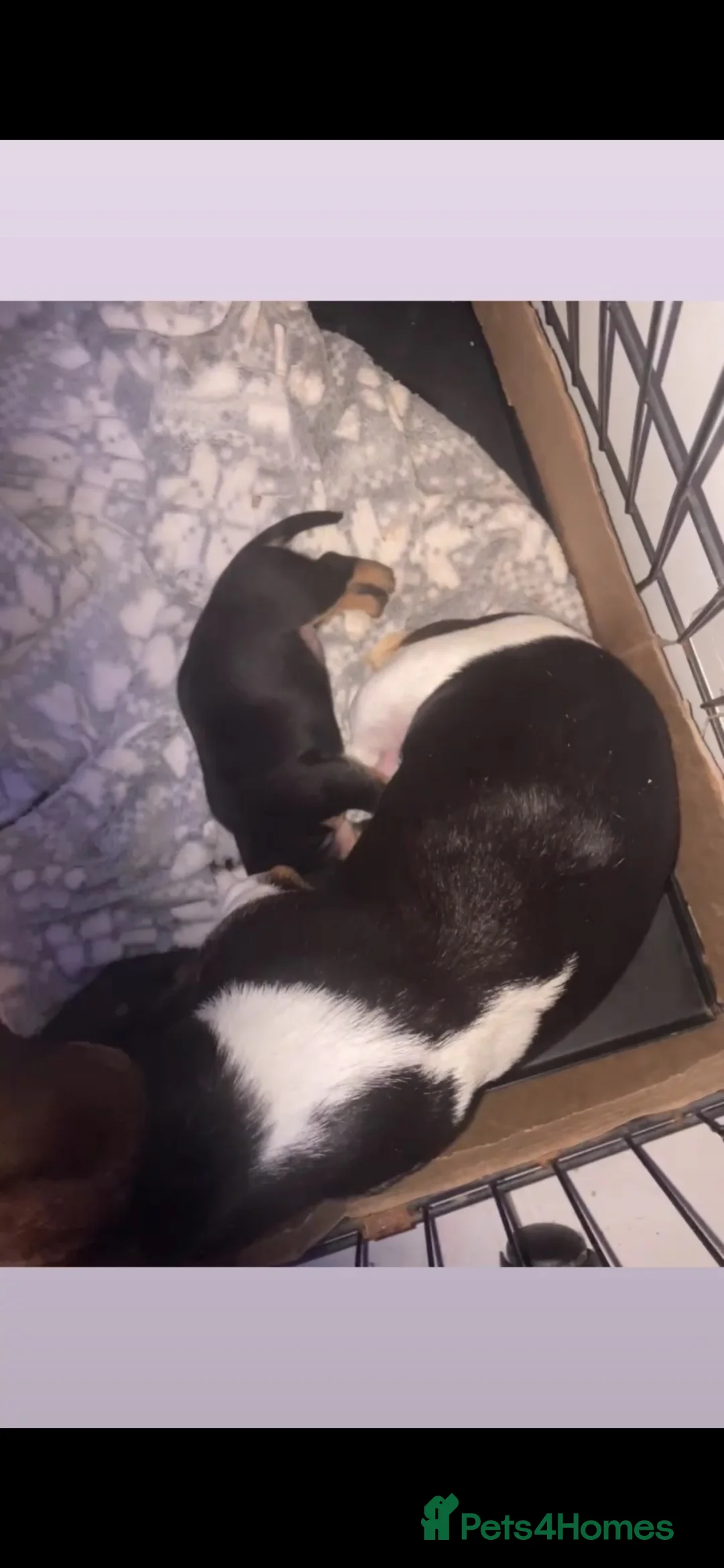 Jackshund dogs for sale: One boy left - Advert 4