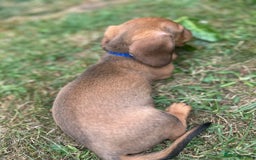 Dachshund dogs for sale: LAST Red Dapple Miniature Dachshund - Image 6
