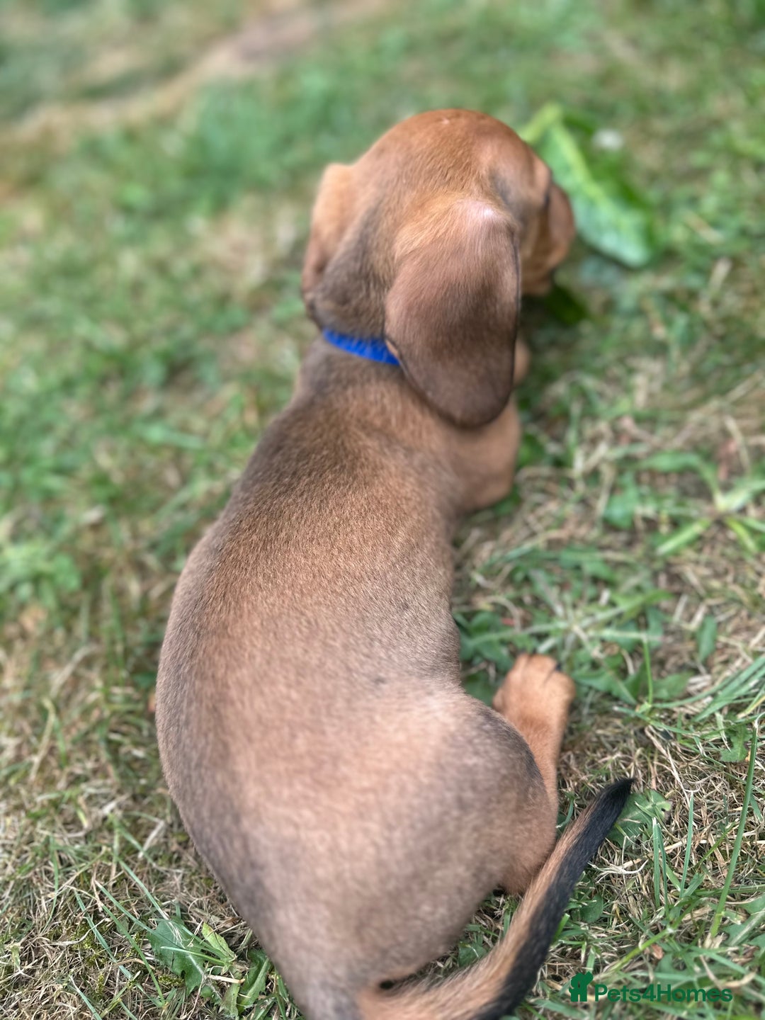 Dachshund dogs for sale: LAST Red Dapple Miniature Dachshund - Image 6