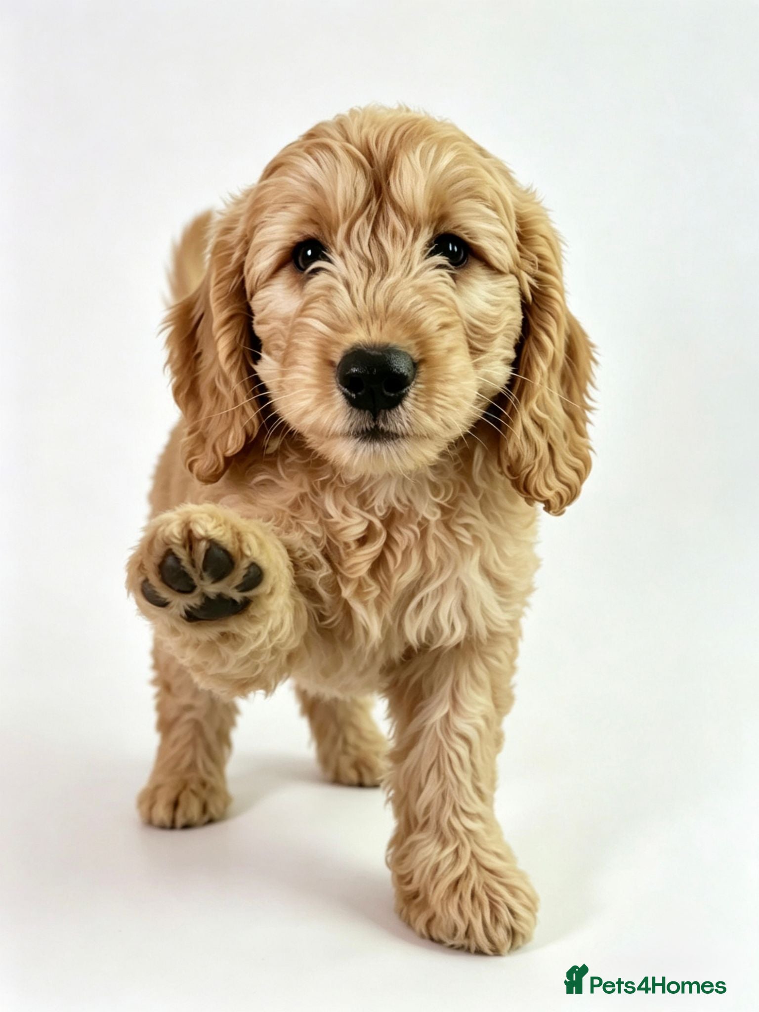 Mini Goldendoodle dogs F1 HEALTH TESTED, 5* BREEDER & POLICE DOG TRAINER - Advert 6