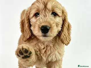 Mini Goldendoodle dogs F1 HEALTH TESTED, 5* BREEDER & POLICE DOG TRAINER - Advert 6