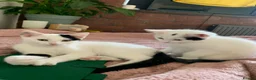 Mixed Breed cats for sale: 2 adorable boys  - Advert 11