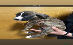 Mixed Breed dogs for sale: Puppies for sale  - Image 33