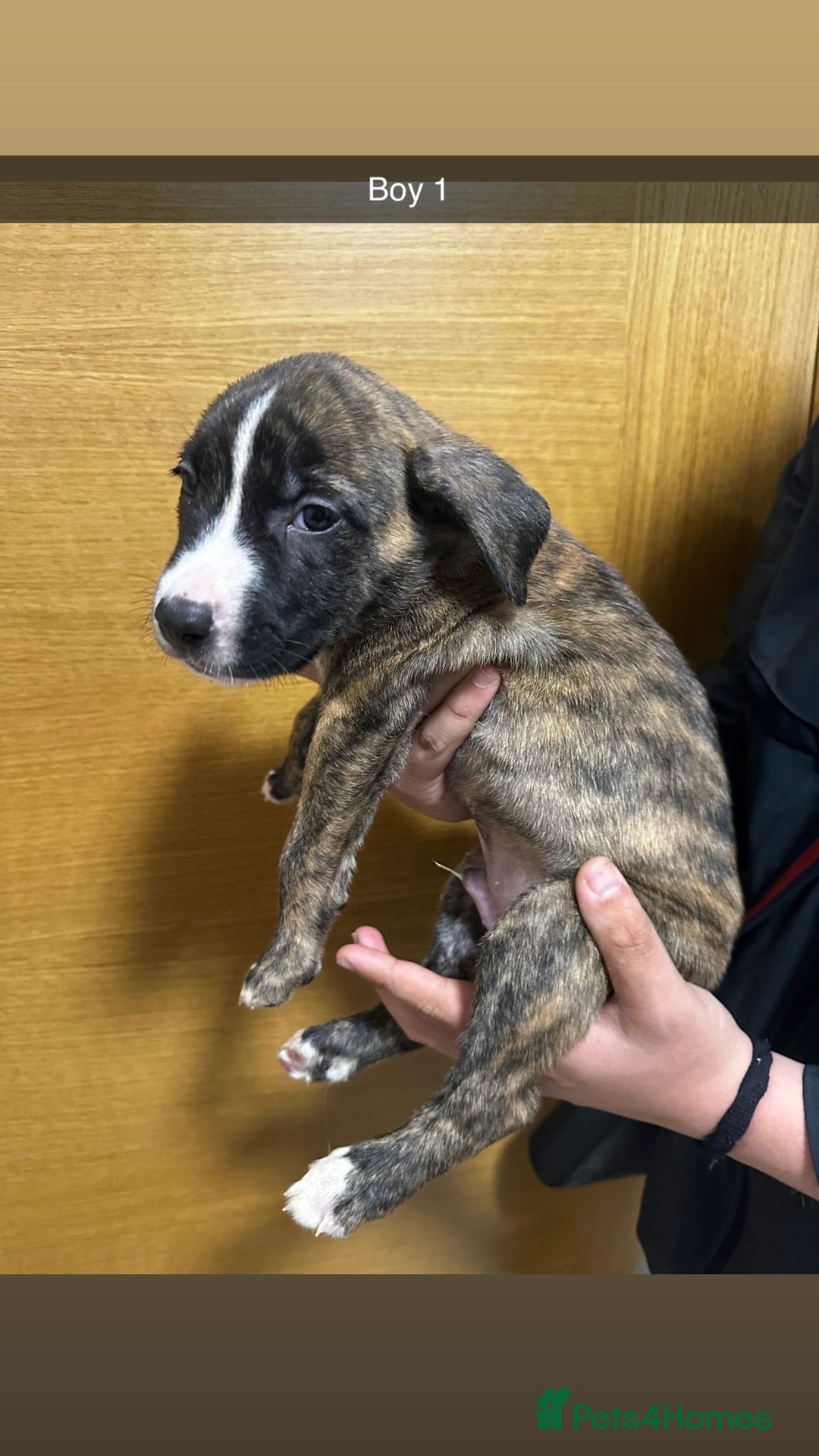 Mixed Breed dogs for sale: Puppies for sale  - Image 33