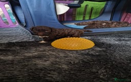 Lagotto Romagnolo dogs for sale: Lagotto Romagnolo, pure breed, KC reg litter - Image 20