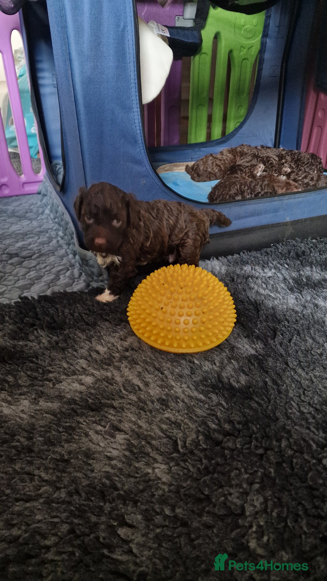 Lagotto Romagnolo dogs for sale: Lagotto Romagnolo, pure breed, KC reg litter - Image 20