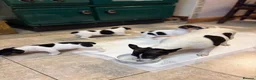 Jack Russell dogs for sale: Gorgeous Jack Russell puppies  in Carmarthen - Advert 8
