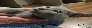 Russian Blue 1