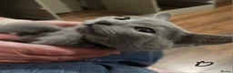 Russian Blue cats for sale: TICA Russian Blue  - Advert 11