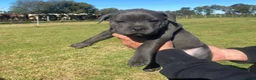 Staffordshire Bull Terrier dogs for sale: Affordable blueish Staffys for good homes in Harlow - Advert 4