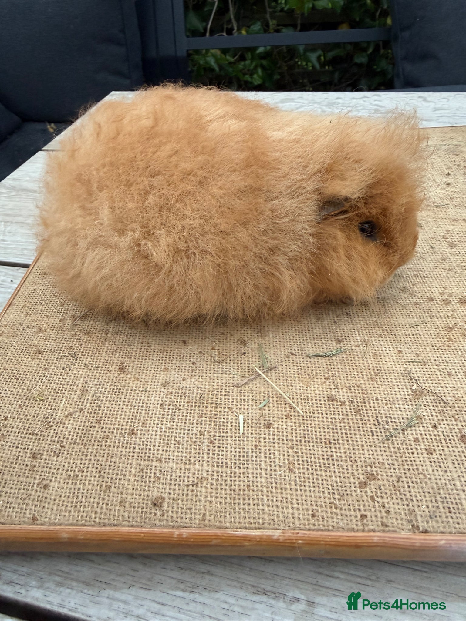 Guinea Pig rodents Pure bred baby Swiss guinea pigs - Advert 20