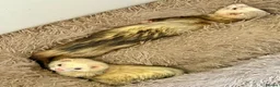 Ferret rodents for sale: Two brother ferrets for sale - Advert 6