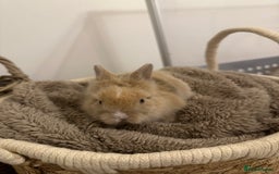 Lionhead rabbits for sale: 5 Gorgeous Fluffy Double Maned Lionheads - Image 6