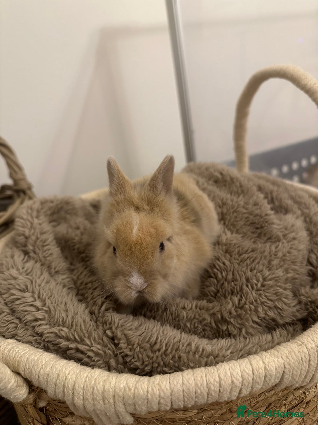 Lionhead rabbits for sale: 5 Gorgeous Fluffy Double Maned Lionheads - Image 6