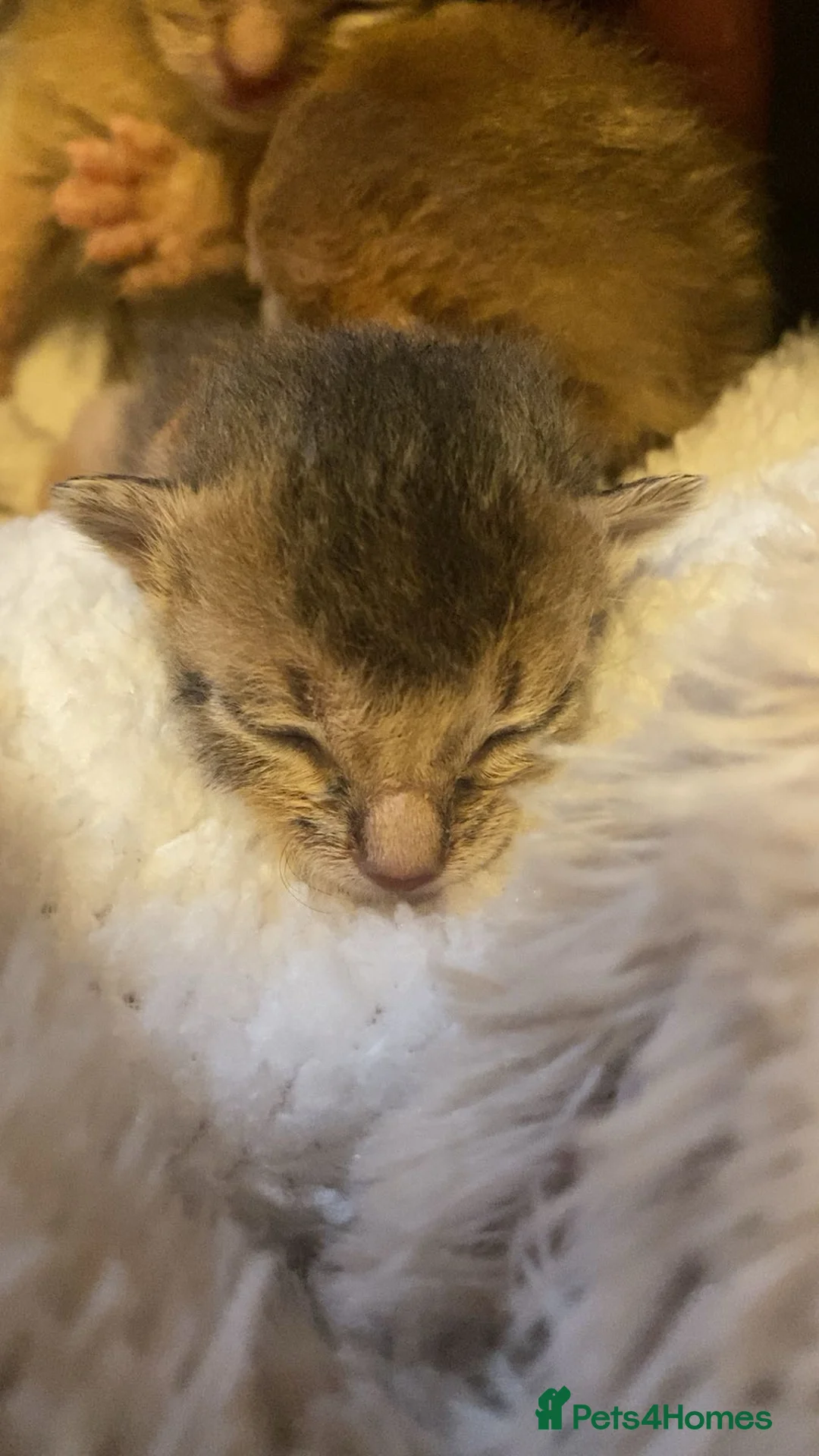 Abyssinian cats for sale: Abyssinian kittens 🐾 - Advert 2