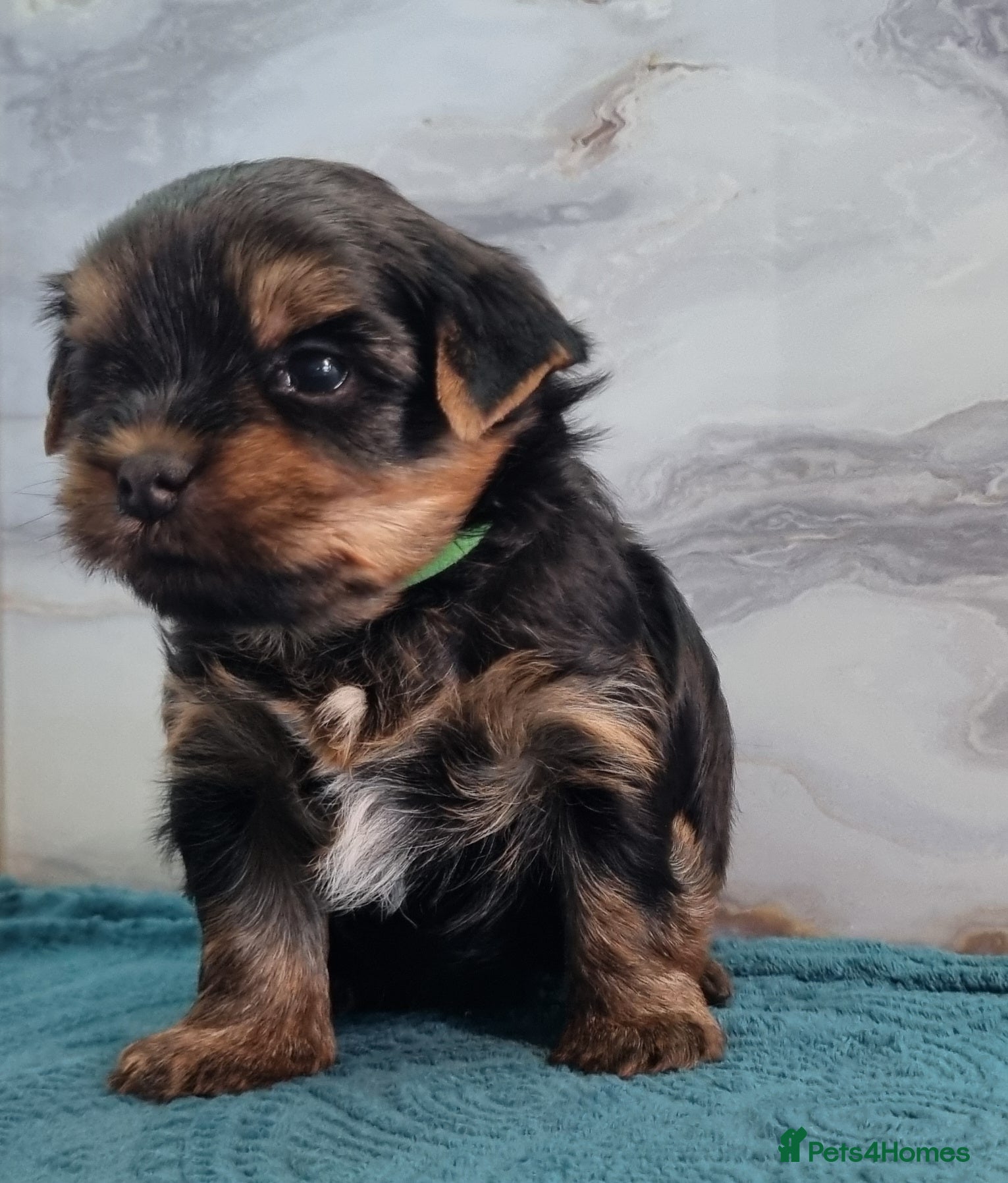 Yorkshire Terrier dogs 4 Lovely puppies  - Advert 15
