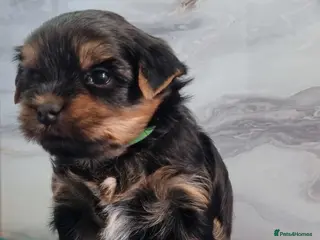 Yorkshire Terrier dogs 4 Lovely puppies - Advert 15