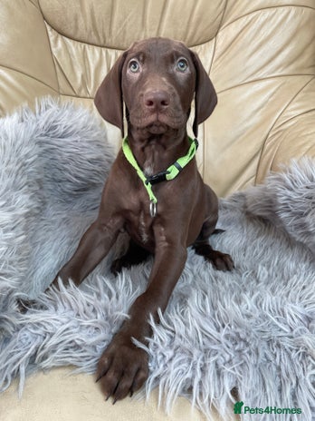 Mixed Breed dogs - Advert 4