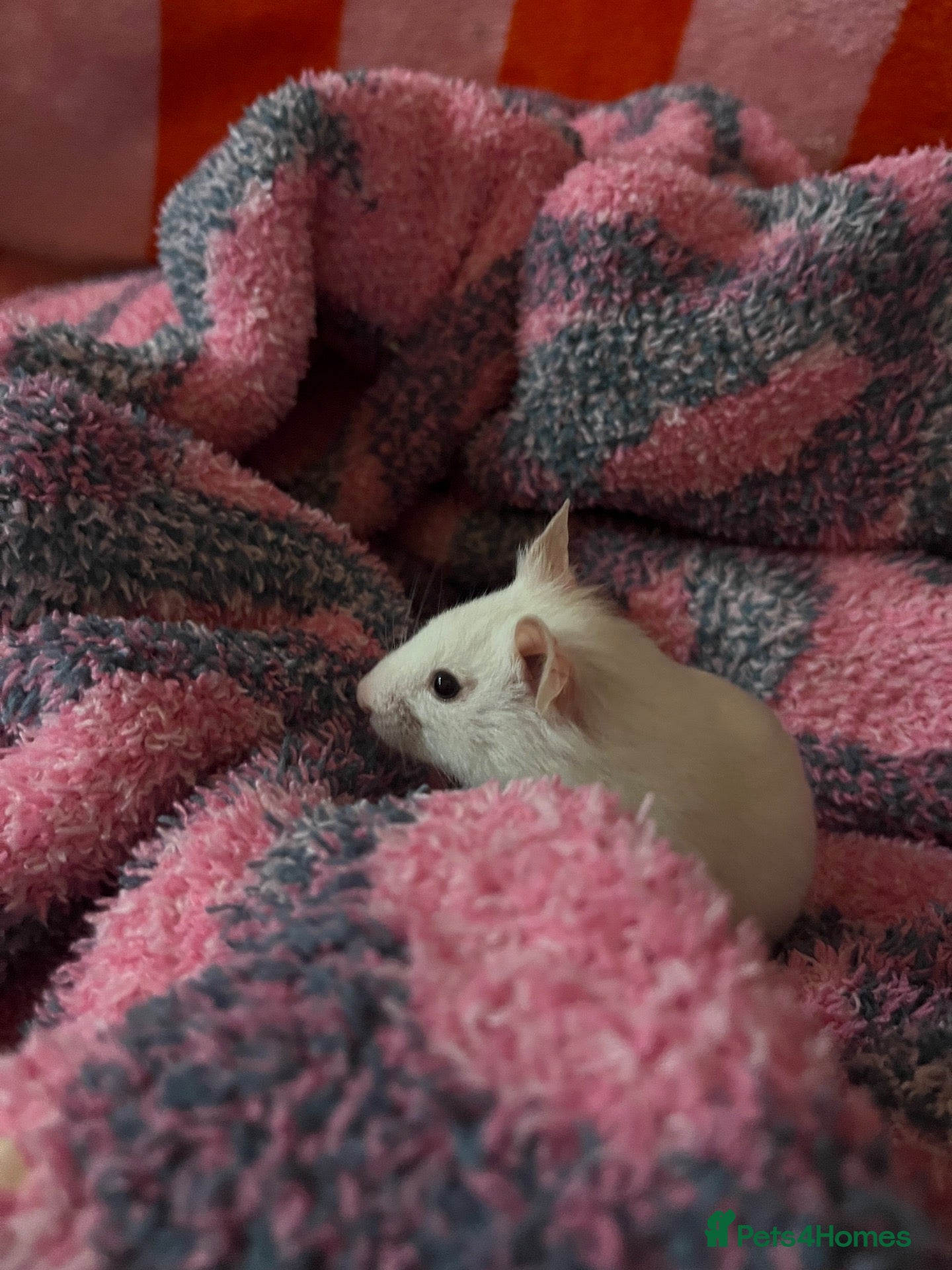 Hamster rodents 3 Hamsters for sale ready now! - Advert 8