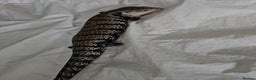 Skink reptiles for sale: Blue Tongued Skink-Male enclosure and cabnet setup - Advert 11