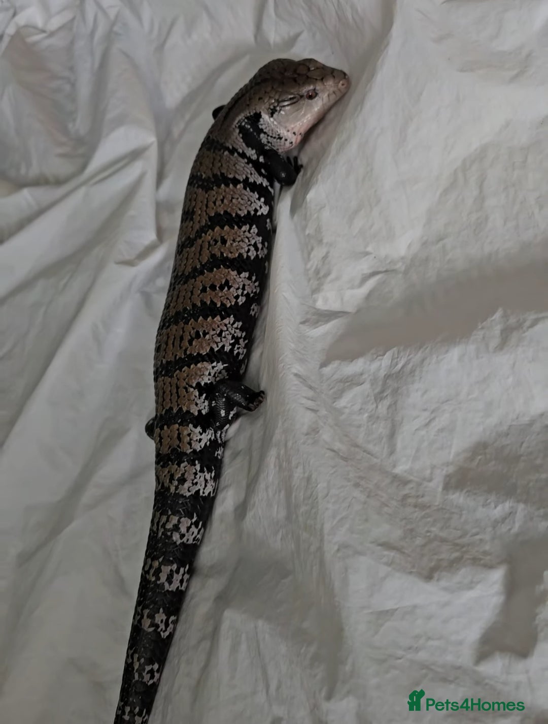 Skink reptiles for sale: Blue Tongued Skink-Male enclosure and cabnet setup - Advert 11