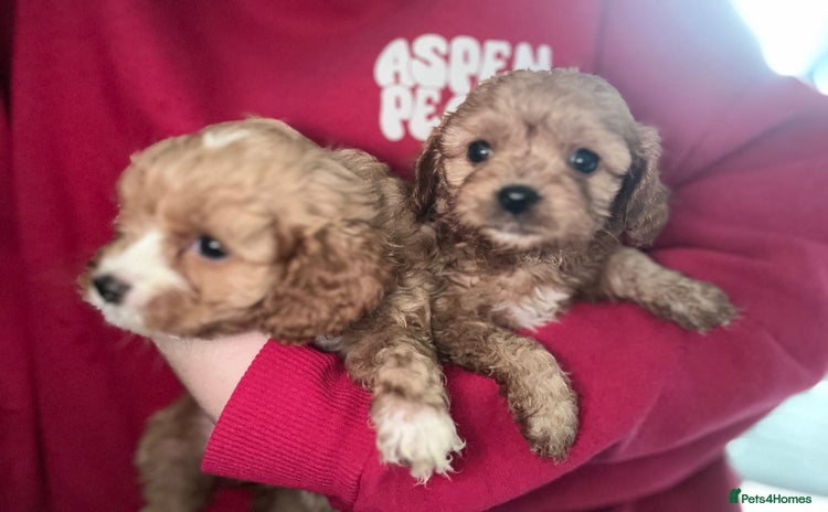 Cavapoo dogs - Advert 3