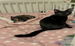 Mixed Breed cats for sale: 2 indoor female cats  - Image 8