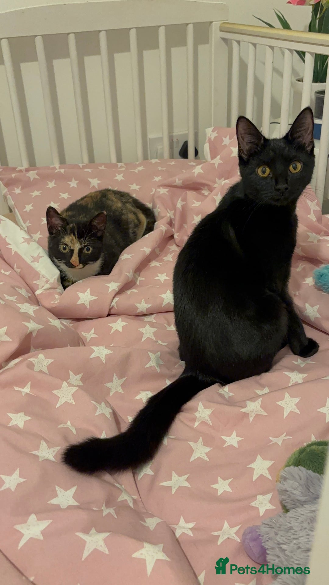 Mixed Breed cats for sale: 2 indoor female cats  - Image 8