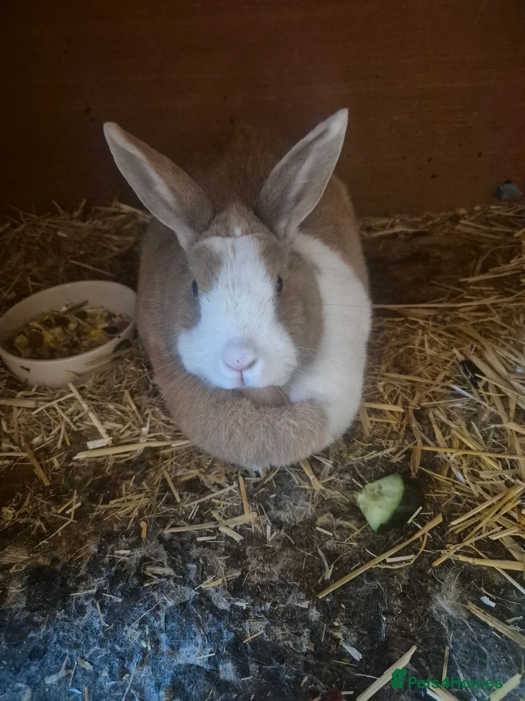 Mixed Breed rabbits for sale: One male bunny and one female - Advert 4