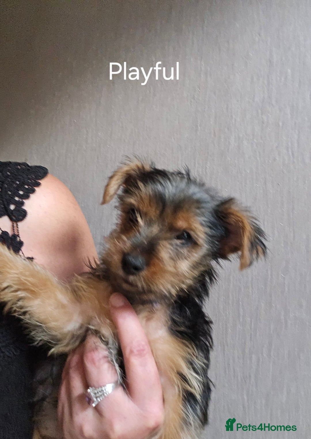 Yorkshire Terrier dogs for sale: Yorkshire Terries looking for their forever home. - Image 4