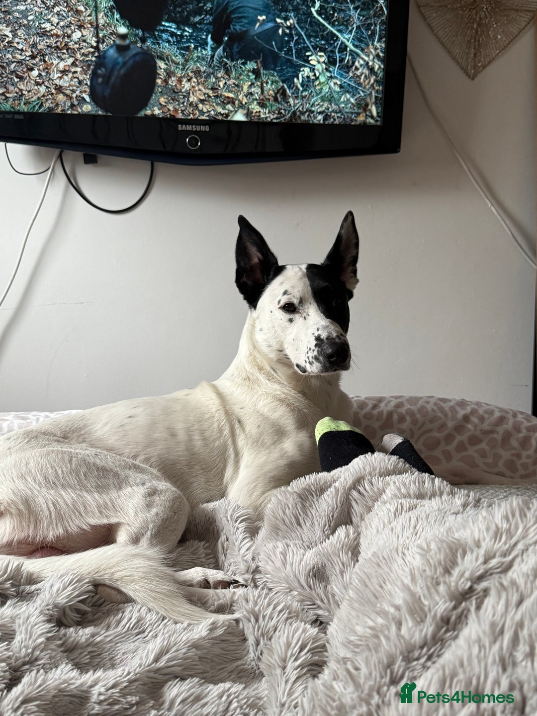 Mixed Breed dogs for sale: Energetic collie cross GSD needs a loving home - Advert 5