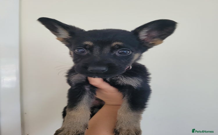 Mixed Breed dogs - Advert 3