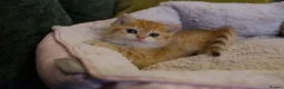 British Shorthair cats for sale: Stunning BSH Golden Boy TICA reg pedigree  - Advert 13