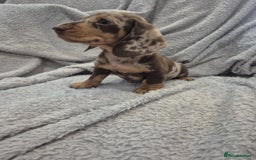 Miniature Dachshund dogs for sale: Kc dachshund babies ready next week - Image 22