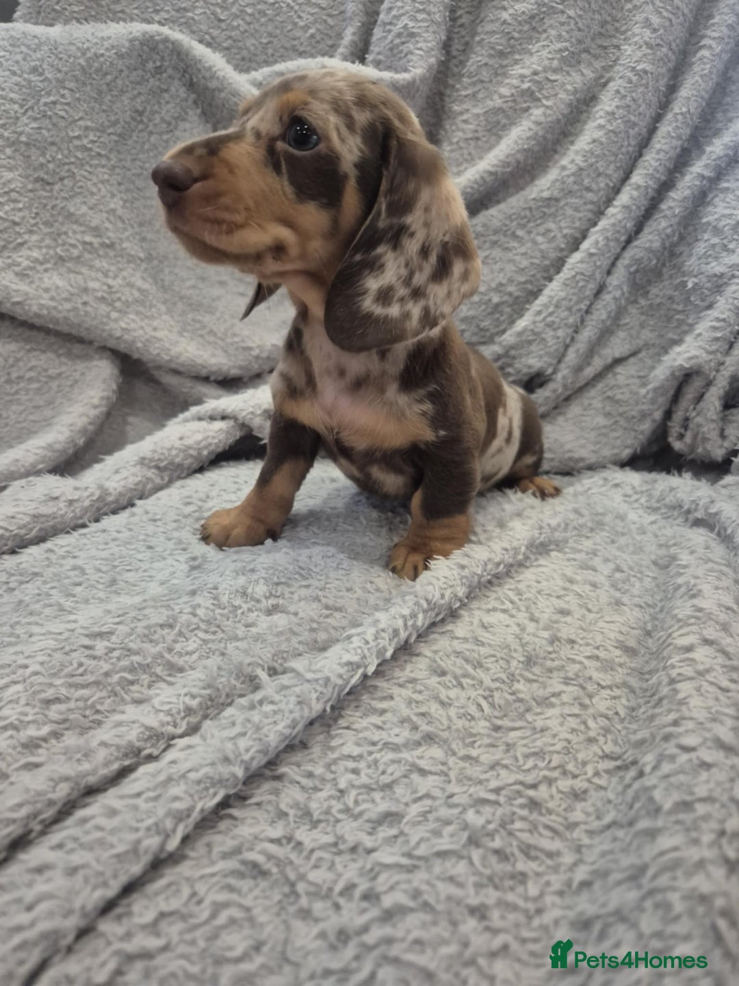Miniature Dachshund dogs for sale: Kc dachshund babies ready next week - Image 22