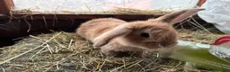 Lionhead rabbits for sale: 2 mini lop babies  - Advert 7