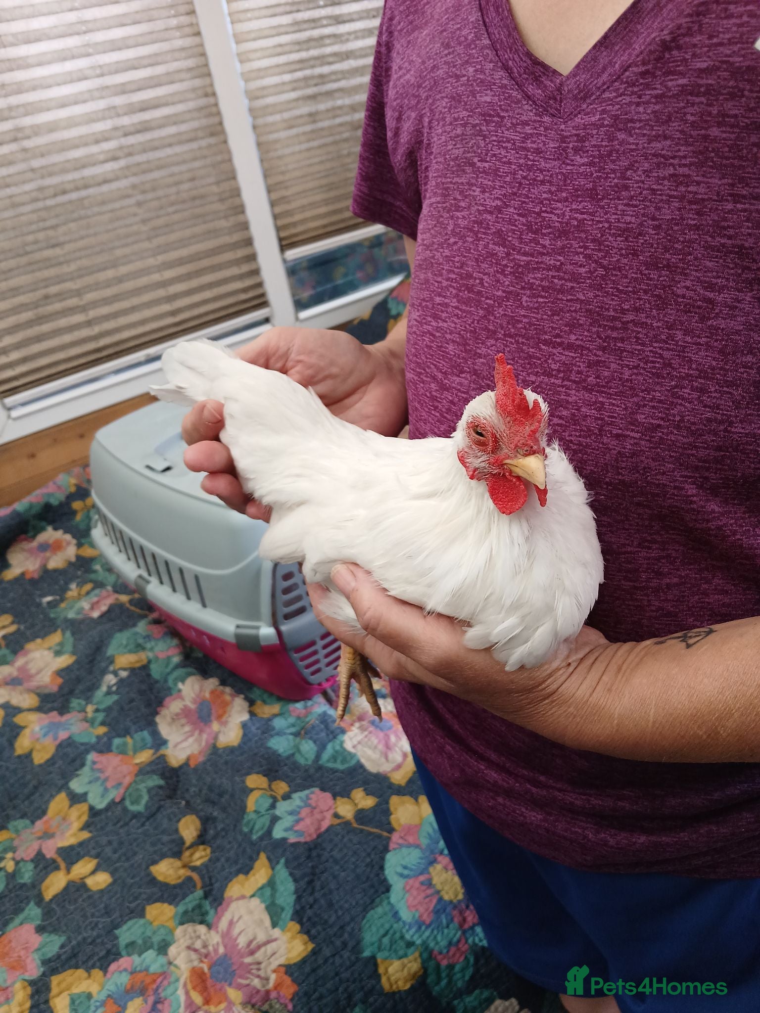 Chickens poultry Serama cockerals for sale - Advert 5