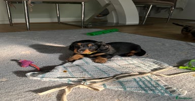 Dachshund dogs - Advert 12