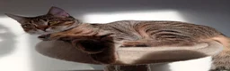 Mixed Breed cats for sale: Three kittens - Advert 5