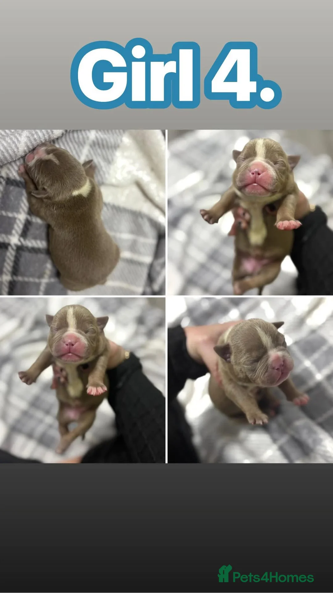 American Bully dogs for sale: Pocket bully’s  in Cradley Heath - Advert 9