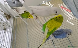 Budgerigars birds for sale: Budgies  and Cockatiel for sale  - Image 7