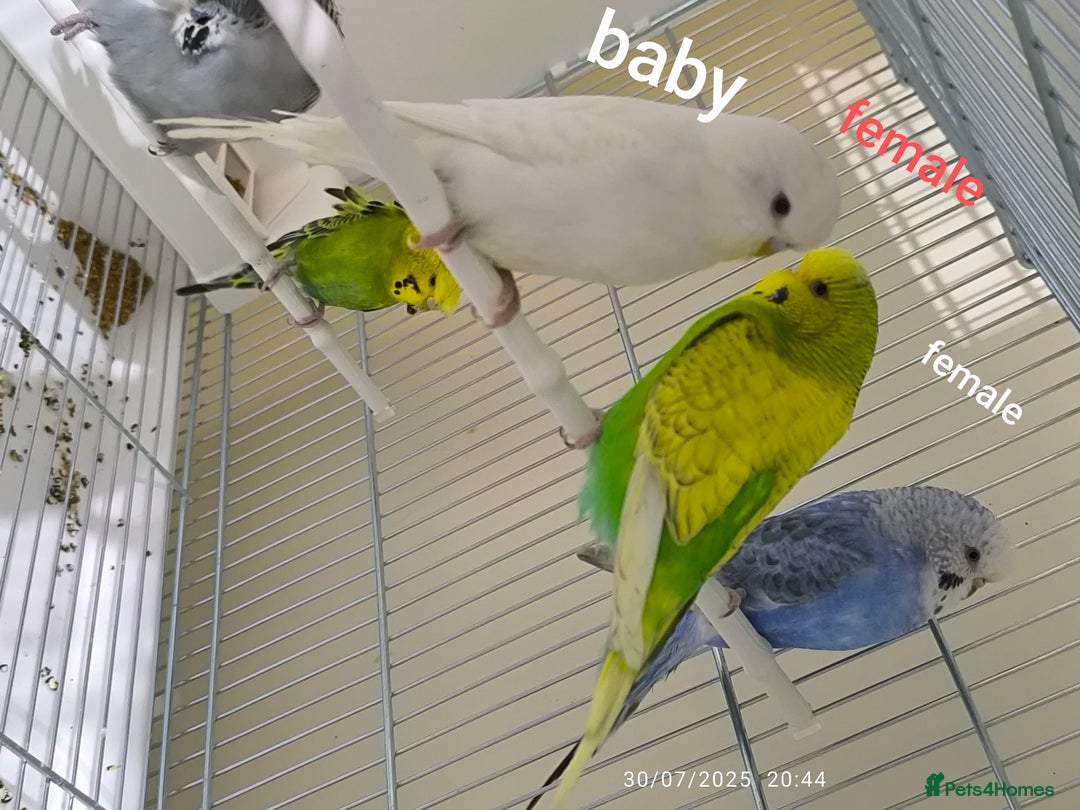 Budgerigars birds for sale: Budgies  and Cockatiel for sale  - Image 7